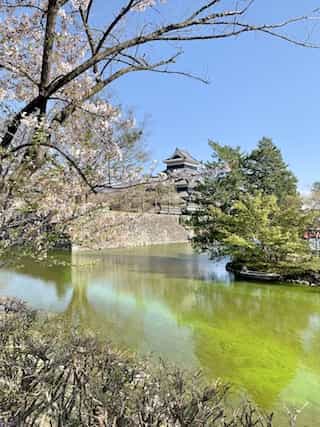 japan motorcycle tour ninjatours matsumoto fuji  castle with cherry blossoms