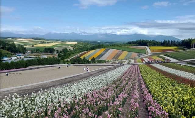 Japan motorcycle rentals ninjatours hokkaido shakotan kitami field of beautiful flowers