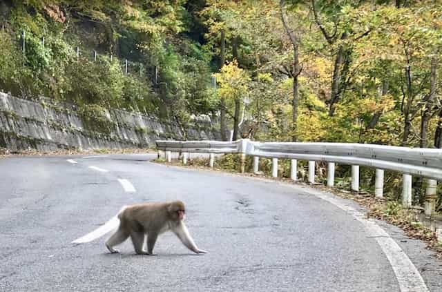 Japan motorcycle touring ninjatours monkey on road inawashiro