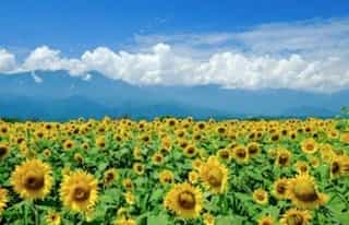 japan motorcycle tours ninjatours field of sunflowers Akeno with clouds and mountains