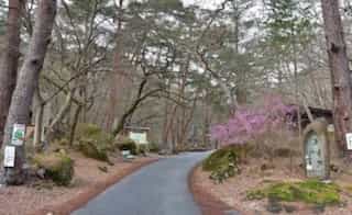 japan motorcycle tour ninjatours tree lined road with cherry blossoms