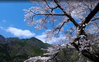 japan motorcycle tour ninjatpurs yunoyama onsen shizuoka mountain cherry blossoms