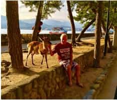 Japan motorcycle tours ninjatours hiroshima miyajima island feeding deer
