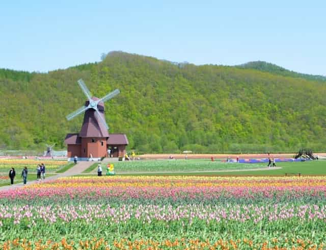 Japan motorcycle tour ninjatours hokkaido kitami Kushiro windmill and field of tulips