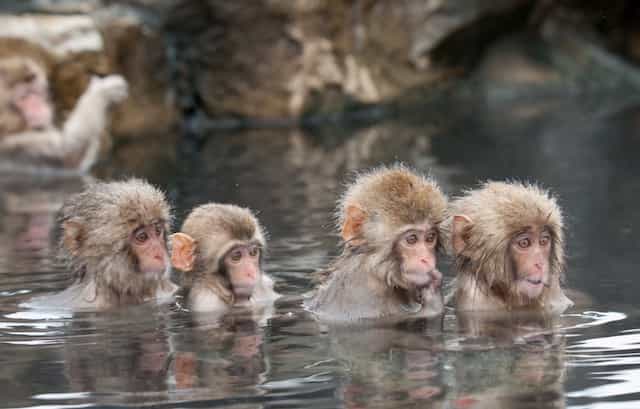 Japan motorcycle tour ninjatours matsunoyama matsumoto jigokudani monkeys